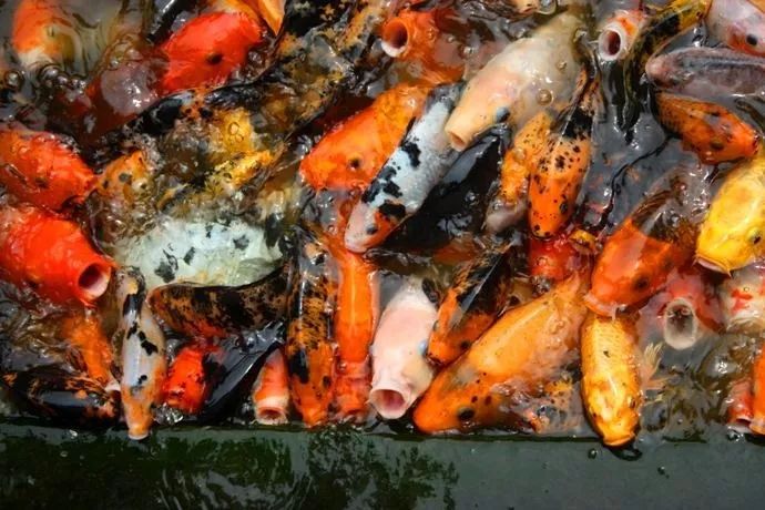 觀賞類藥材有哪些_觀賞魚魚病治療大全_觀賞魚病癥狀圖片