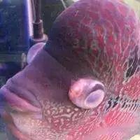 觀賞類藥材有哪些_觀賞魚病癥狀圖片_觀賞魚魚病治療大全