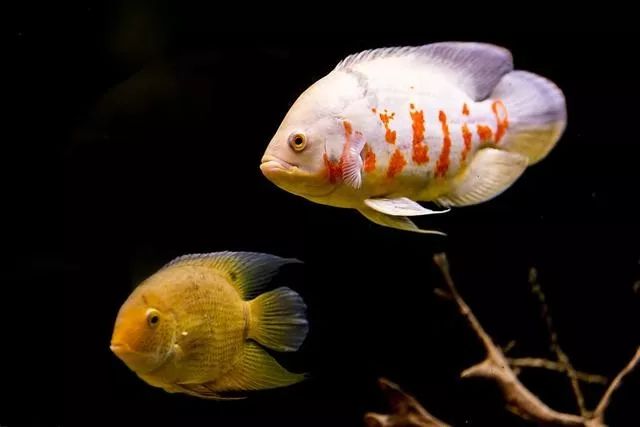 觀賞魚病癥狀圖片_觀賞類藥材有哪些_觀賞魚魚病治療大全