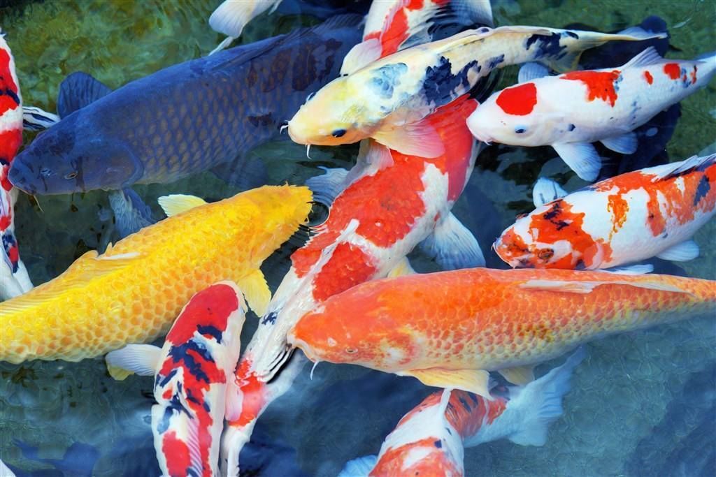 觀賞魚病癥狀圖片_觀賞魚魚病治療大全_觀賞類藥材有哪些