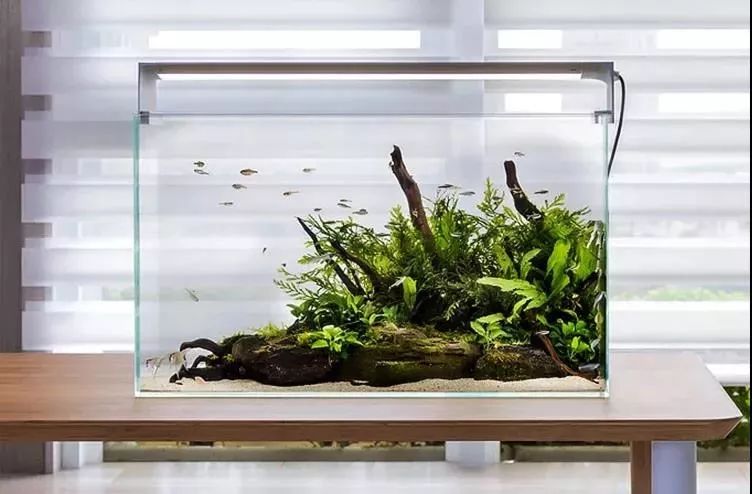 觀賞類藥材有哪些_觀賞魚病癥狀圖片_觀賞魚魚病治療大全