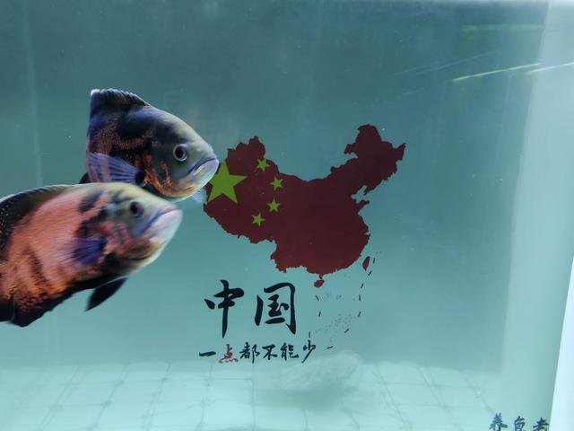 觀賞魚地圖魚圖片_觀賞魚地圖魚_魚觀賞圖片