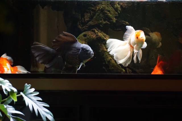 觀賞魚買回來多久喂食_觀賞魚買回家要消毒嗎_剛買的觀賞魚怎么喂食