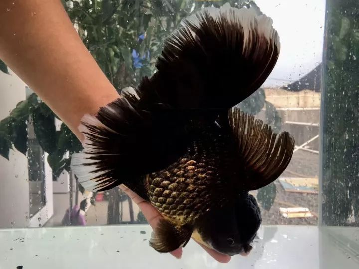 觀賞魚買回來多久喂食_剛買的觀賞魚怎么喂食_觀賞魚買回家要消毒嗎