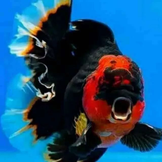 剛買的觀賞魚怎么喂食_觀賞魚買回來多久喂食_觀賞魚買回家要消毒嗎