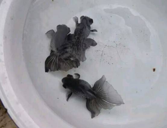 剛買的觀賞魚怎么喂食_觀賞魚買回來多久喂食_觀賞魚買回家要消毒嗎