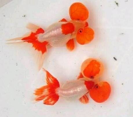 觀賞魚買回家要消毒嗎_剛買的觀賞魚怎么喂食_觀賞魚買回來多久喂食