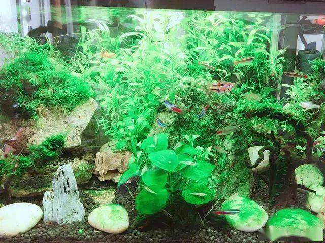觀賞魚白點(diǎn)病怎么治最快_觀賞魚白點(diǎn)病_觀賞魚白點(diǎn)