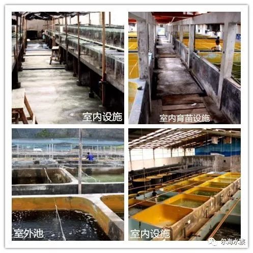 繁殖觀賞魚可以混養嗎_繁殖觀賞魚可以養幾條_可以自己繁殖的觀賞魚