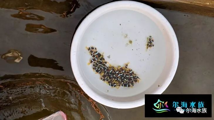 繁殖觀賞魚可以養幾條_繁殖觀賞魚可以混養嗎_可以自己繁殖的觀賞魚