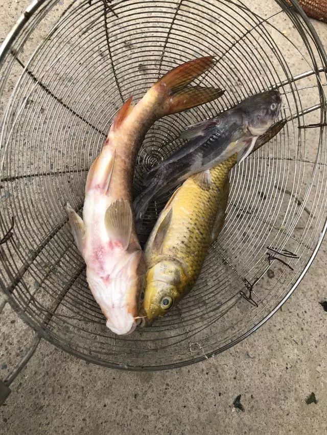 觀賞魚體內(nèi)寄生蟲用藥_觀賞魚寄生蟲怎么治療_觀賞蟲寄生魚治療方法