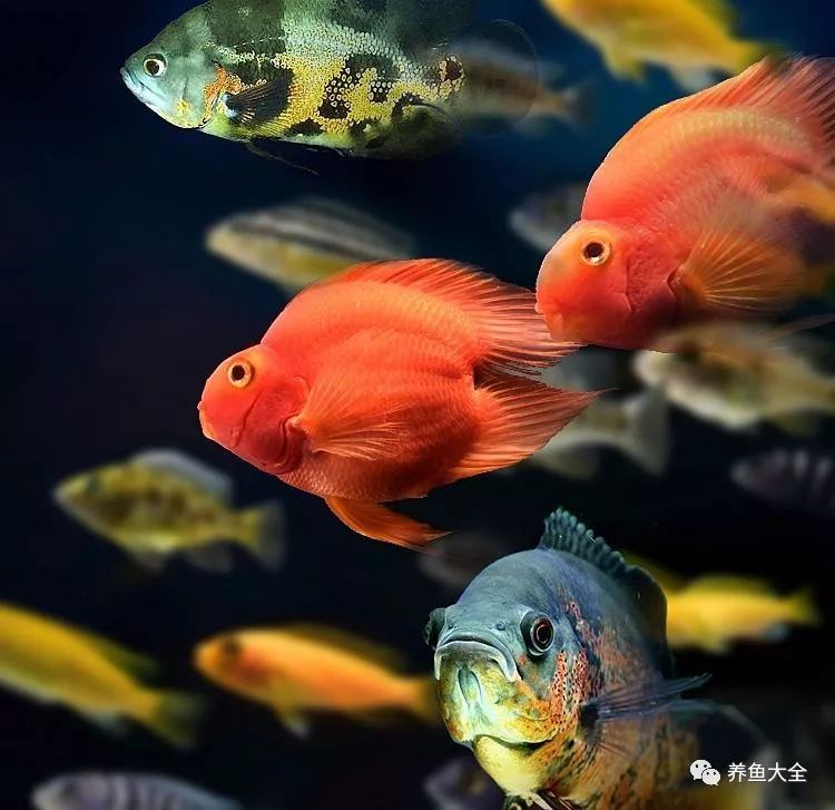 觀賞蟲寄生魚治療方法_觀賞魚寄生蟲怎么治療_觀賞魚體內(nèi)寄生蟲用藥