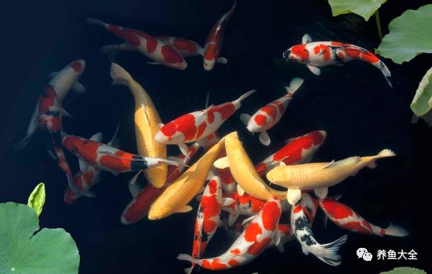 觀賞魚寄生蟲怎么治療_觀賞蟲寄生魚治療方法_觀賞魚體內(nèi)寄生蟲用藥