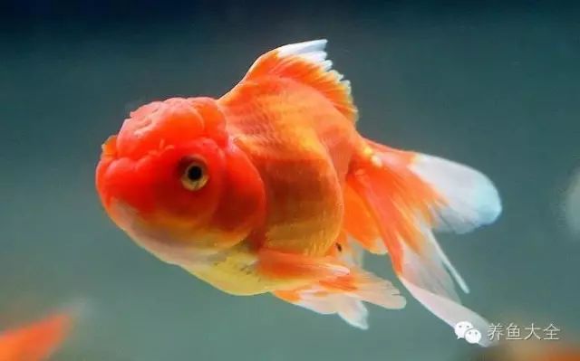 觀賞魚體內(nèi)寄生蟲用藥_觀賞蟲寄生魚治療方法_觀賞魚寄生蟲怎么治療