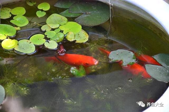 觀賞魚體內(nèi)寄生蟲用藥_觀賞魚寄生蟲怎么治療_觀賞蟲寄生魚治療方法