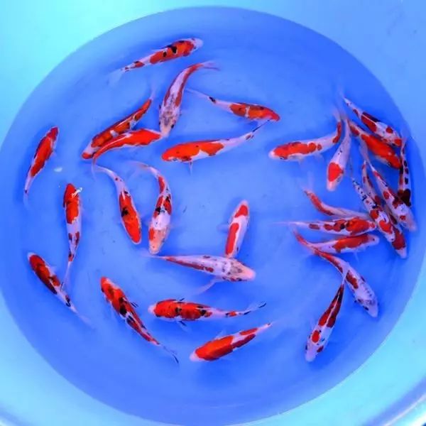 觀賞魚寄生蟲怎么治療_觀賞蟲寄生魚治療方法_觀賞魚體內(nèi)寄生蟲用藥