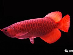 觀賞魚(yú)食欲不好，體表充血、掉鱗、潰爛，需