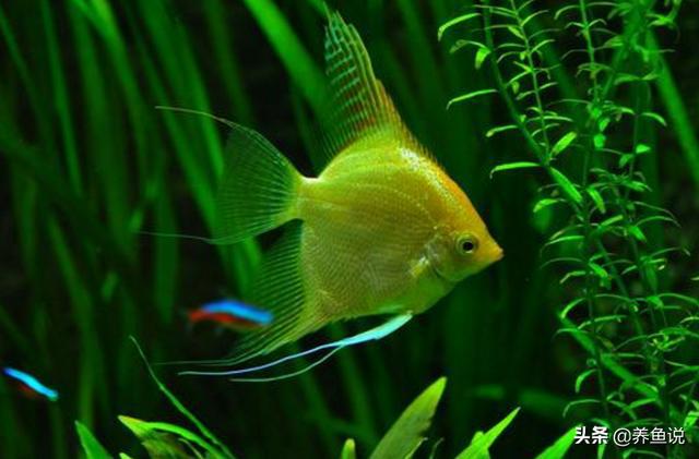 海水觀賞魚溫度標準_觀賞魚海魚的溫度_海水觀賞魚溫度