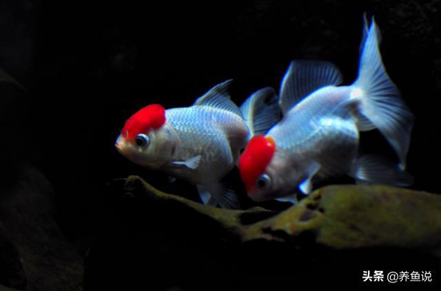 海水觀賞魚溫度_觀賞魚海魚的溫度_海水觀賞魚溫度標準