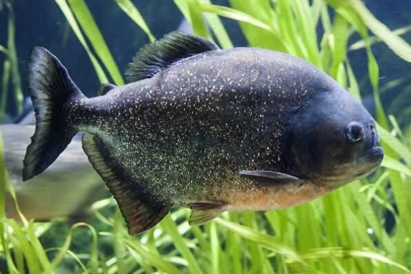 兇猛的魚觀賞魚_觀賞兇猛魚大型圖片大全_十大大型兇猛觀賞魚