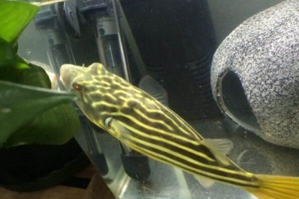 十大大型兇猛觀賞魚_觀賞兇猛魚大型圖片大全_兇猛的魚觀賞魚