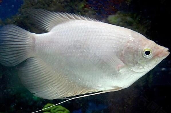 十大大型兇猛觀賞魚_觀賞兇猛魚大型圖片大全_兇猛的魚觀賞魚