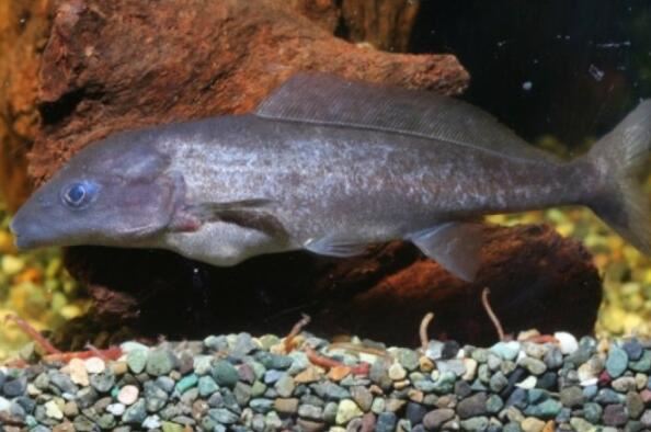 兇猛的魚觀賞魚_觀賞兇猛魚大型圖片大全_十大大型兇猛觀賞魚
