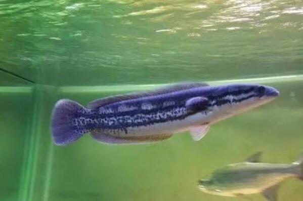 觀賞兇猛魚大型圖片大全_兇猛的魚觀賞魚_十大大型兇猛觀賞魚