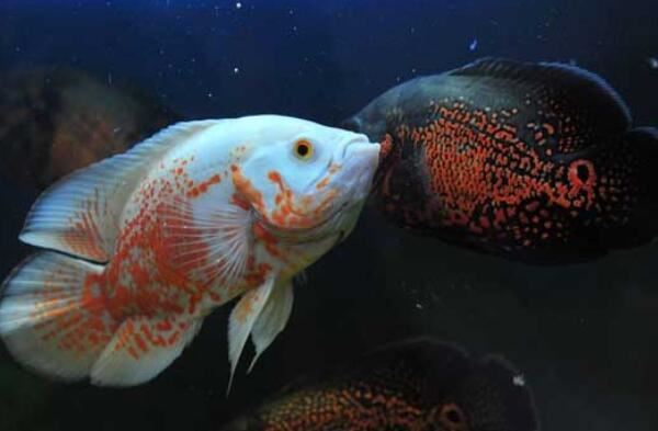 十大大型兇猛觀賞魚_觀賞兇猛魚大型圖片大全_兇猛的魚觀賞魚