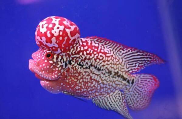 十大大型兇猛觀賞魚_兇猛的魚觀賞魚_觀賞兇猛魚大型圖片大全
