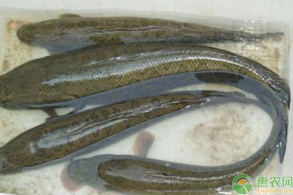 黑魚作為觀賞魚好養嗎_觀賞養魚黑魚好作為魚嗎_觀賞養魚黑魚好作為魚種嗎
