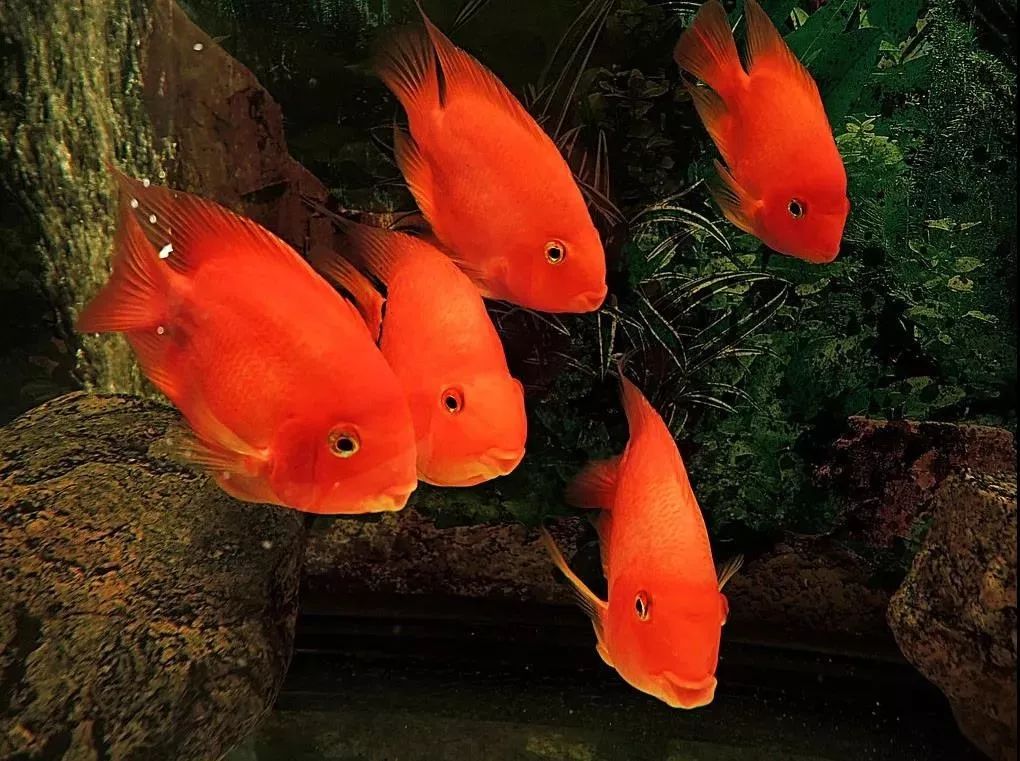觀賞魚(yú)趴缸底是什么原因_觀賞魚(yú)趴缸怎么辦_觀賞魚(yú)趴缸底