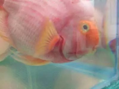 觀賞魚(yú)趴缸底是什么原因_觀賞魚(yú)趴缸底_觀賞魚(yú)趴缸怎么辦