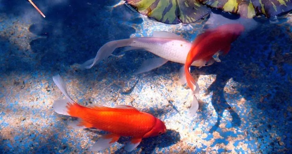 冷水觀賞魚魚_觀賞魚種類冷水魚_魚冷水觀賞種類圖片