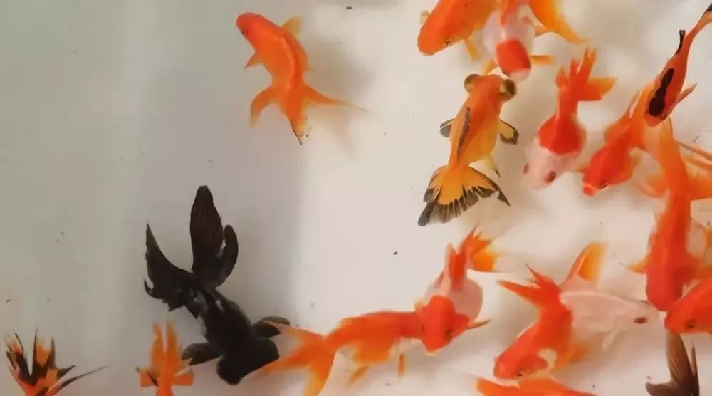 魚冷水觀賞種類圖片_觀賞魚種類冷水魚_冷水觀賞魚魚