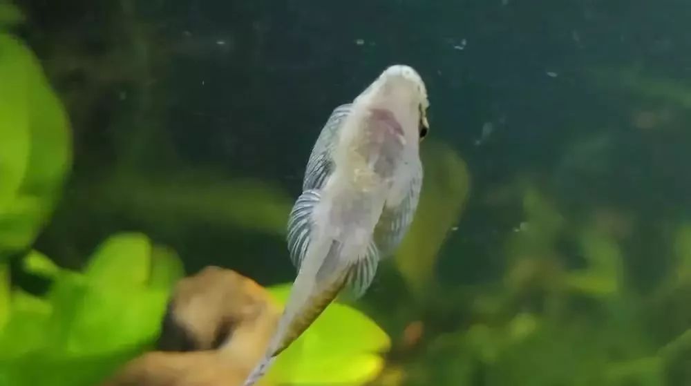 冷水觀賞魚魚_觀賞魚種類冷水魚_魚冷水觀賞種類圖片