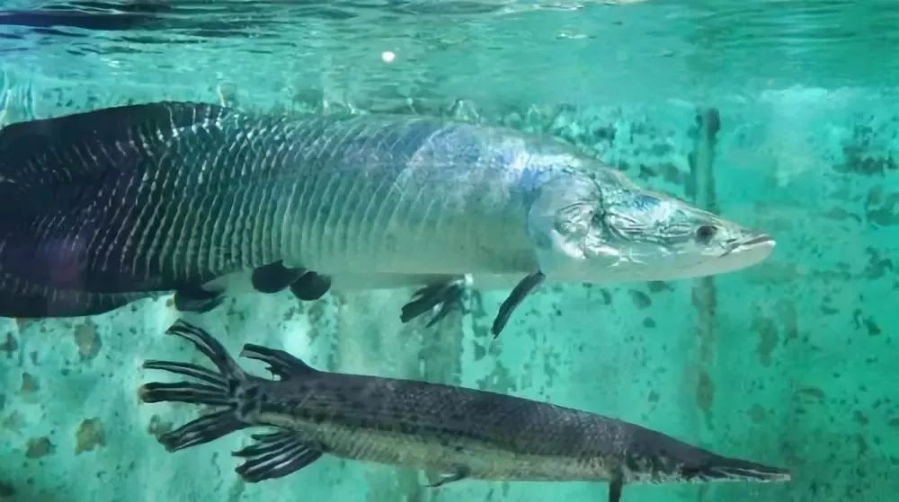 魚冷水觀賞種類圖片_冷水觀賞魚魚_觀賞魚種類冷水魚