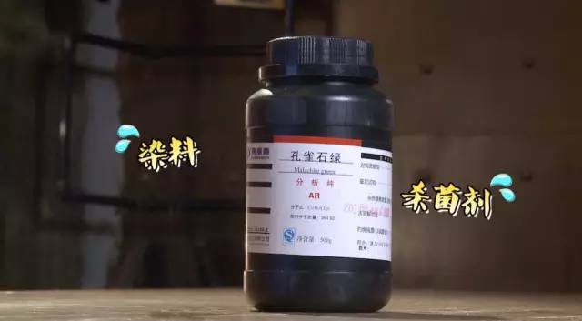 觀賞魚魚卵幾天變小魚_觀賞魚魚卵_觀賞魚魚卵孵化要幾天