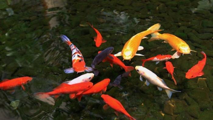 觀賞錦鯉圖片及價格_觀賞魚錦鯉幾天喂一次_觀賞鴨嘴魚
