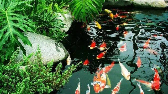 觀賞魚錦鯉幾天喂一次_觀賞錦鯉圖片及價格_觀賞鴨嘴魚