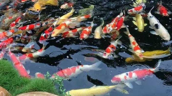 觀賞魚錦鯉幾天喂一次_觀賞錦鯉圖片及價格_觀賞鴨嘴魚