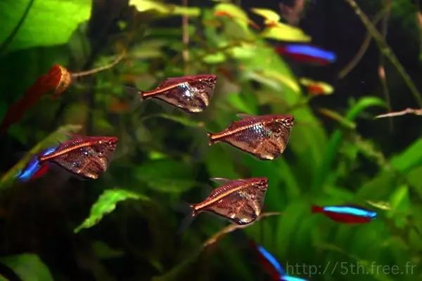 小魚會吃魚食嗎_什么觀賞魚會吃其他魚或小魚_觀賞魚會不會吃小魚