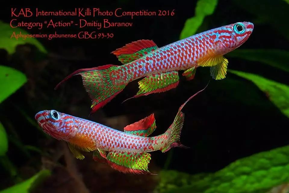 什么觀賞魚會吃其他魚或小魚_小魚會吃魚食嗎_觀賞魚會不會吃小魚