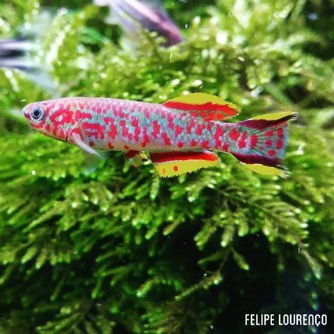 小魚會吃魚食嗎_什么觀賞魚會吃其他魚或小魚_觀賞魚會不會吃小魚