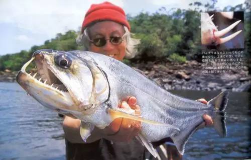 什么觀賞魚會吃其他魚或小魚_小魚會吃魚食嗎_觀賞魚會不會吃小魚