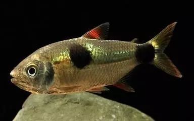 什么觀賞魚會吃其他魚或小魚_觀賞魚會不會吃小魚_小魚會吃魚食嗎