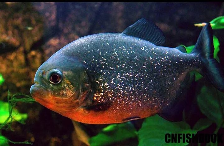 什么觀賞魚會吃其他魚或小魚_觀賞魚會不會吃小魚_小魚會吃魚食嗎