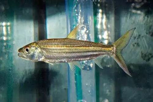 什么觀賞魚會吃其他魚或小魚_觀賞魚會不會吃小魚_小魚會吃魚食嗎