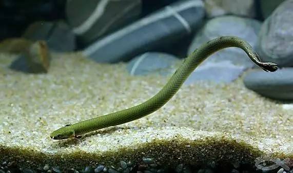 觀賞魚會不會吃小魚_小魚會吃魚食嗎_什么觀賞魚會吃其他魚或小魚