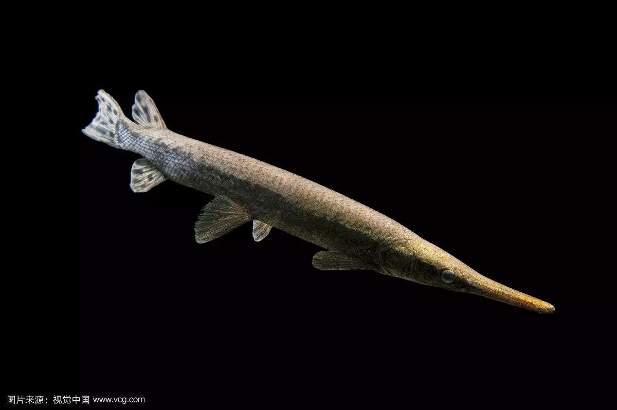 小魚會吃魚食嗎_什么觀賞魚會吃其他魚或小魚_觀賞魚會不會吃小魚